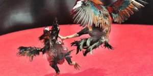 Làm Chủ Sới Gà Sabong Tại 2Bong88 Đánh Đâu Thắng Đó