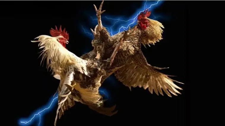 Đá Gà 2Bong88 Sân Chơi Đỉnh Cao Cho Kê Thủ Chuyên Nghiệp