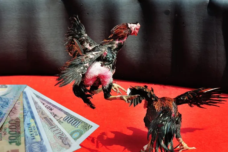 Làm Chủ Sới Gà Sabong Tại 2Bong88 Đánh Đâu Thắng Đó 2 Làm Chủ Sới Gà Sabong Tại 2Bong88 Đánh Đâu Thắng Đó